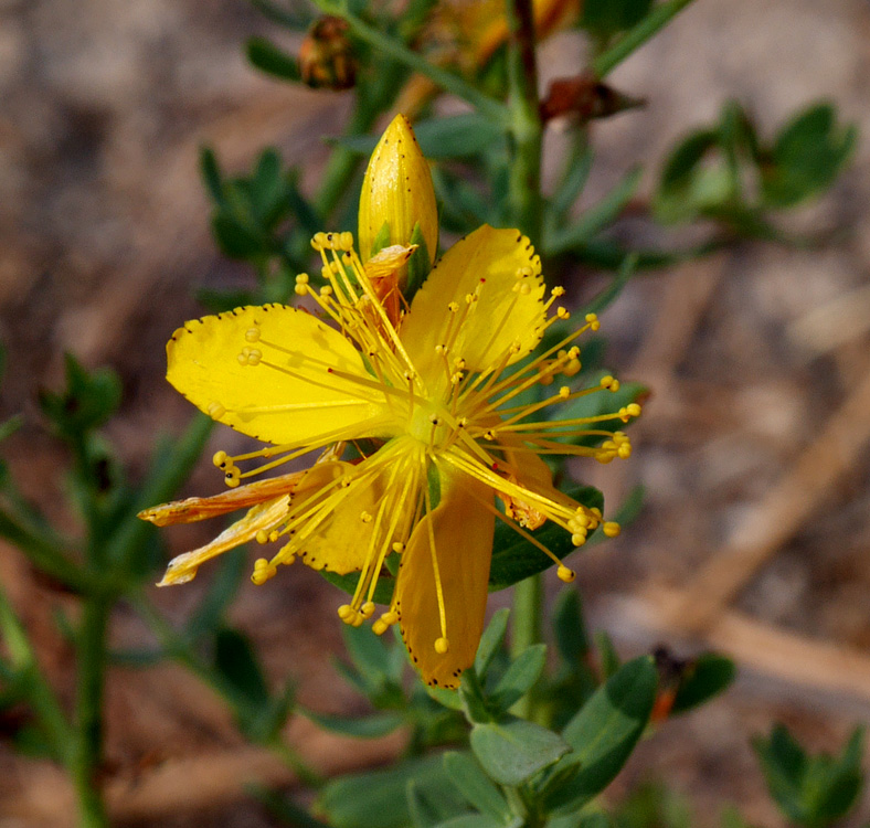 17hypericum1020091w