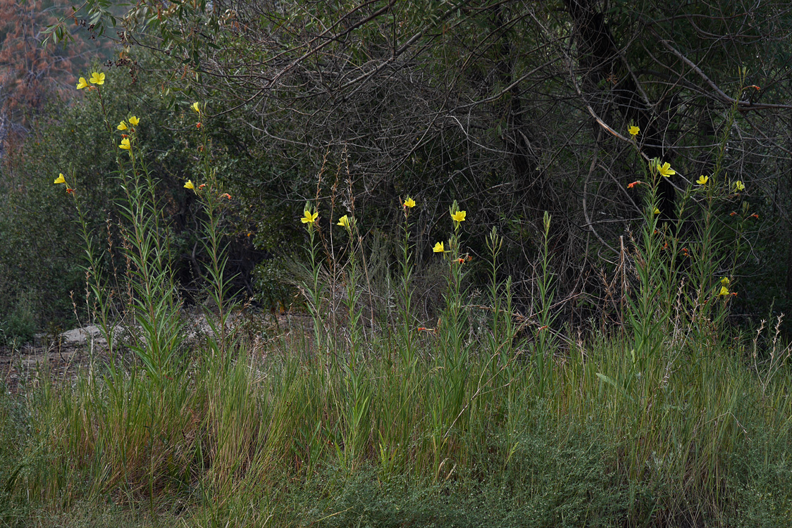 18oenothera_elata1010855w