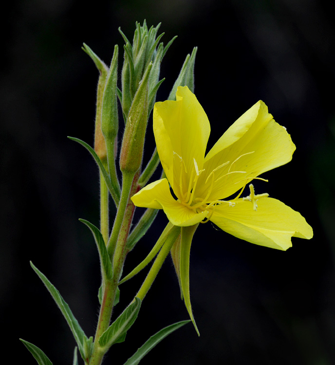 18oenothera_elata1010855w