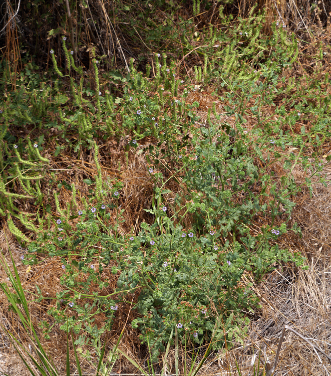 19phacelia_ramosissima1020116w