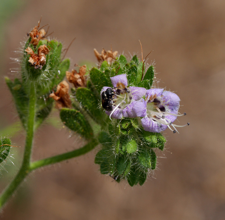 19phacelia_ramosissima1020116w