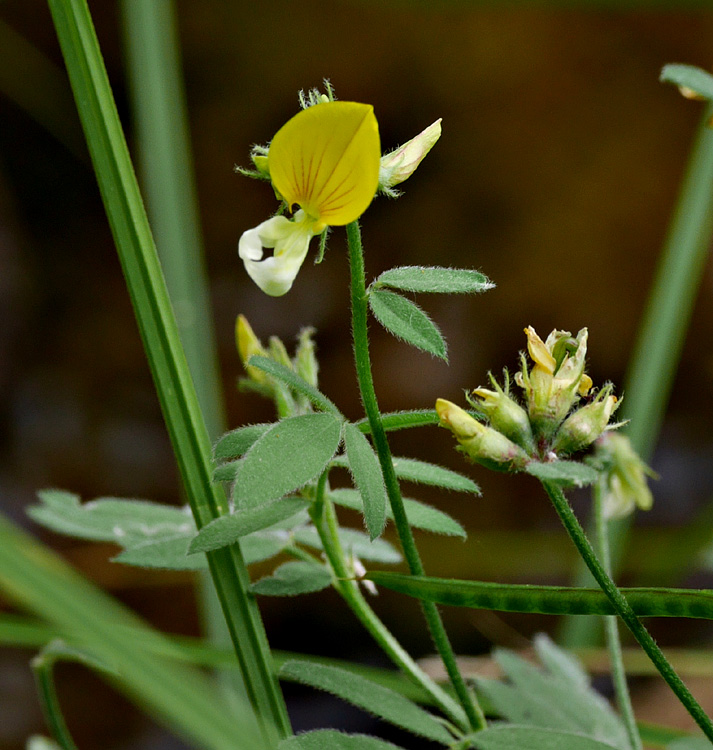 23lotus_oblongifolius1020810w