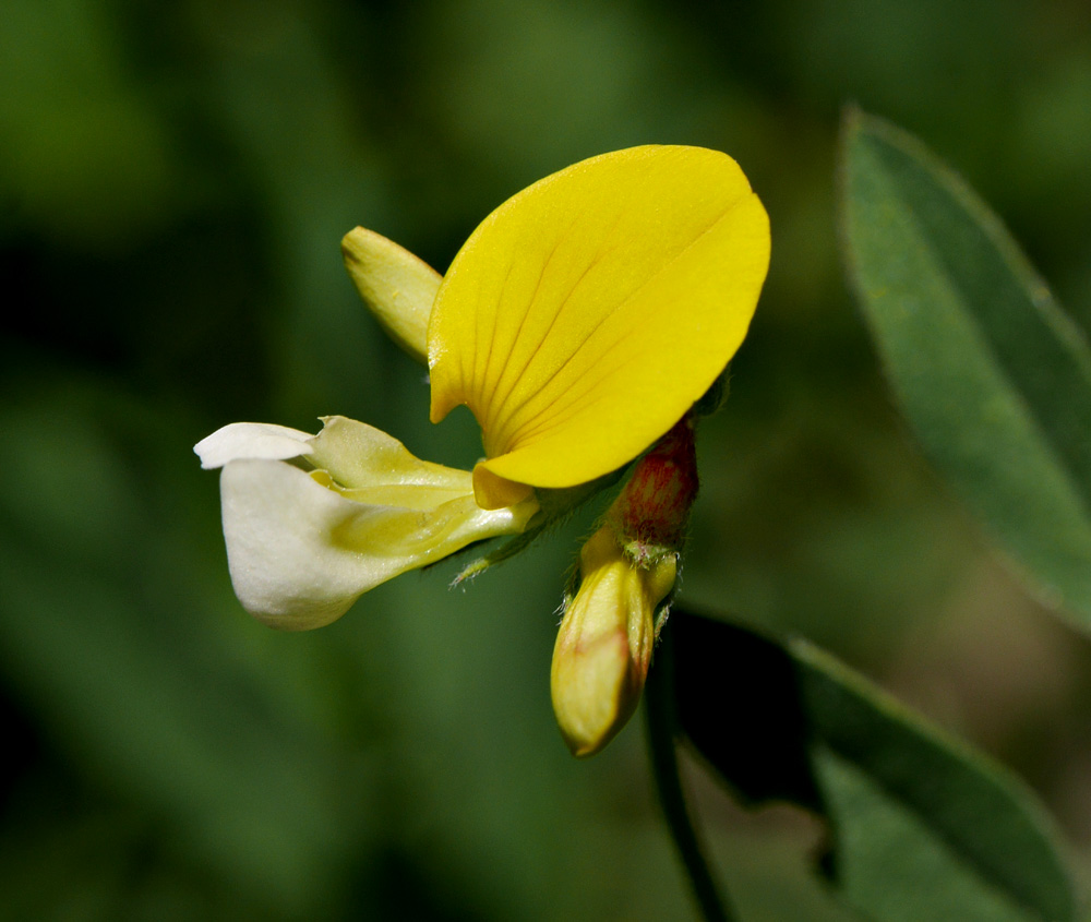 23lotus_oblongifolius1020810w