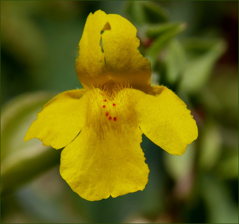 24mimulus_guttatus1010735w