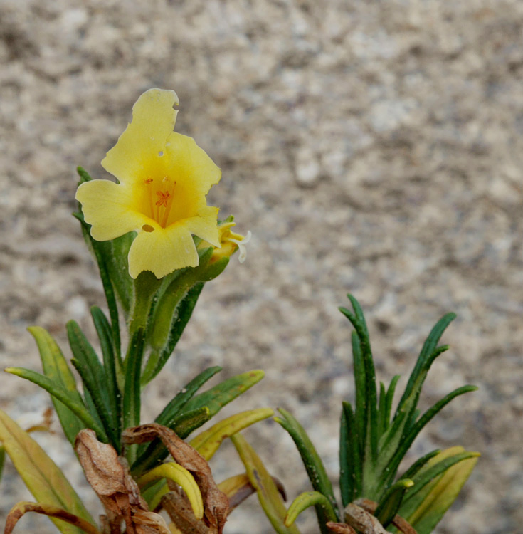 26mimulus_aurantiacus1020676WBw