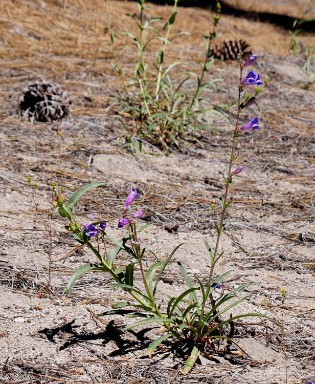 28penstemon_speciosus1010559bw