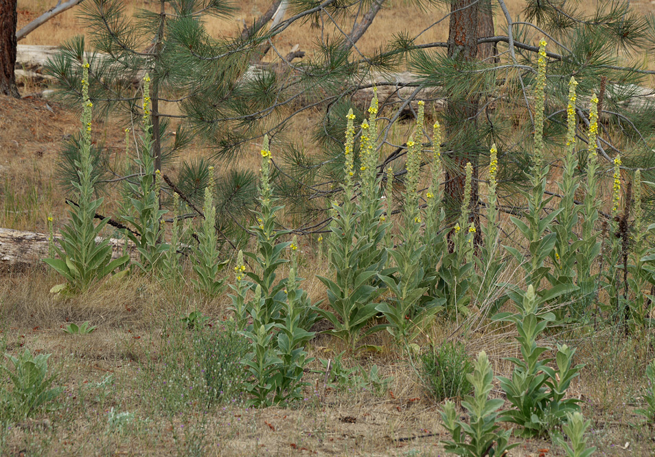 29verbascum_thapsus1010319w