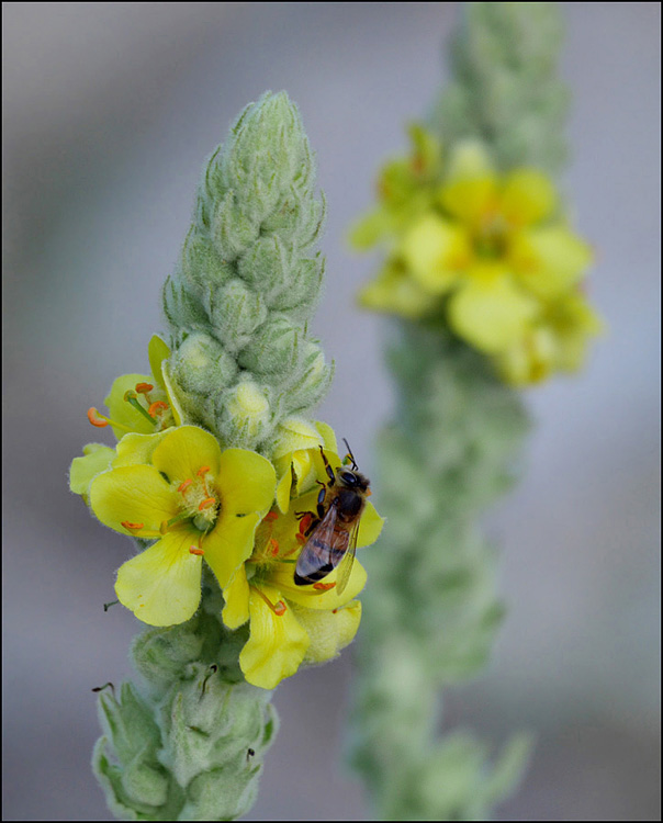 29verbascum_thapsus1010319w