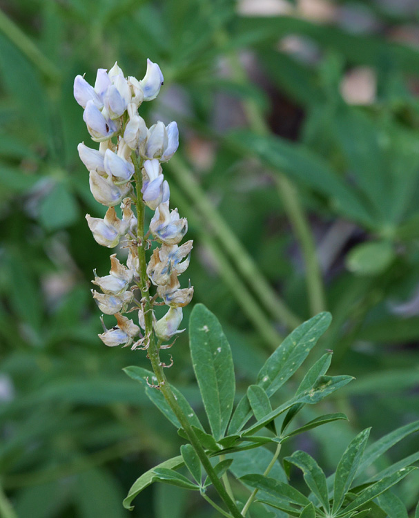 30lupinus1020519w