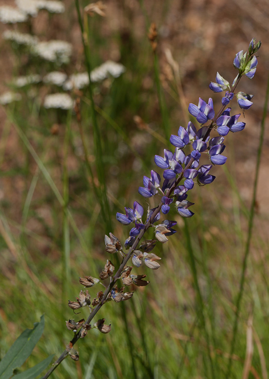 30lupinus1020519w