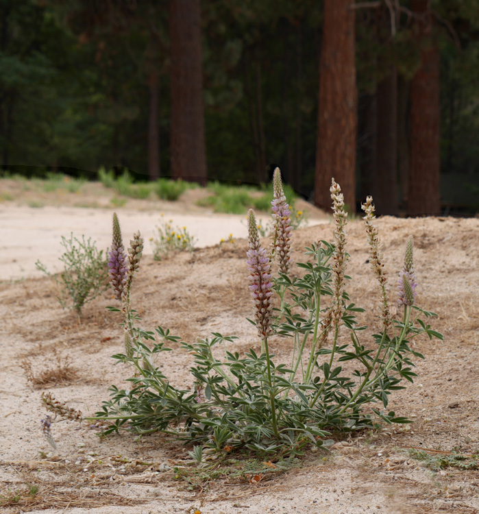 30lupinus1020519w