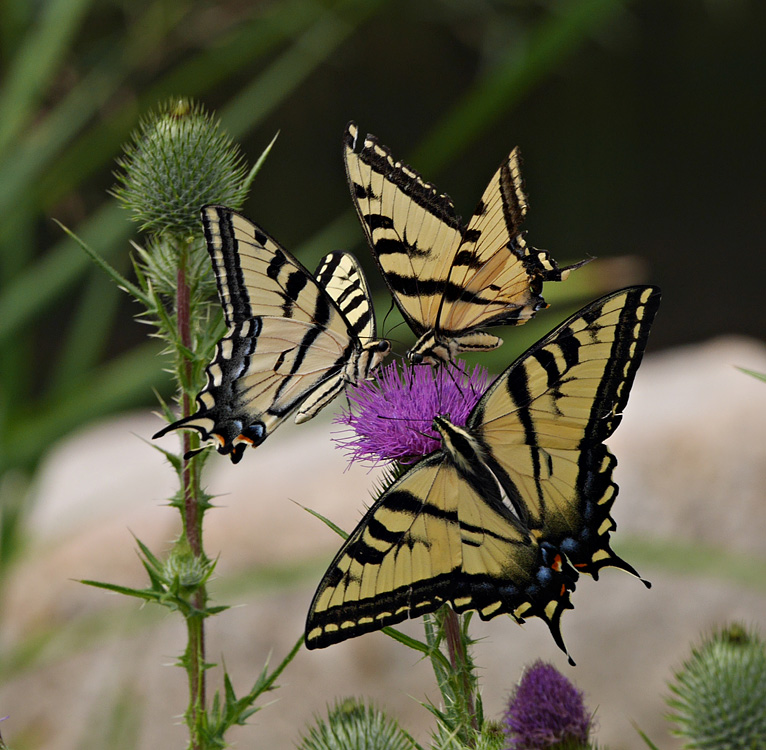 35papilio_eurymedon1010129w