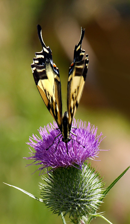 35papilio_eurymedon1010129w