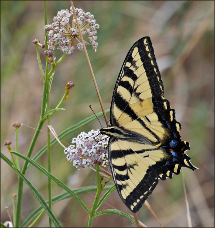 35papilio_eurymedon1010129w