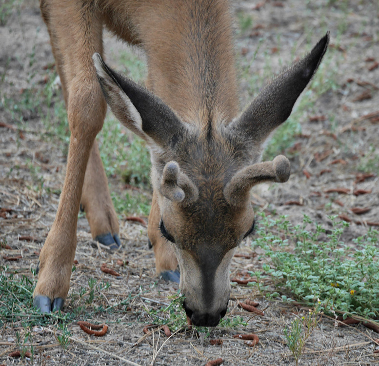 36odocoileus_hemionus1010510aw