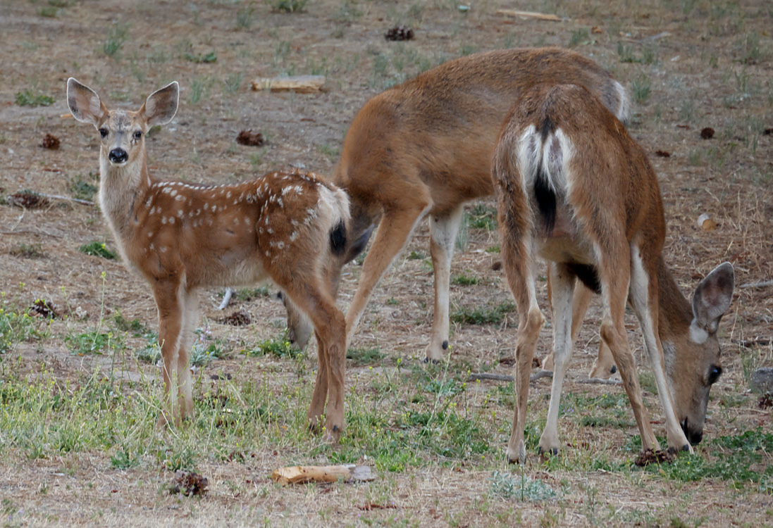 36odocoileus_hemionus1010510aw