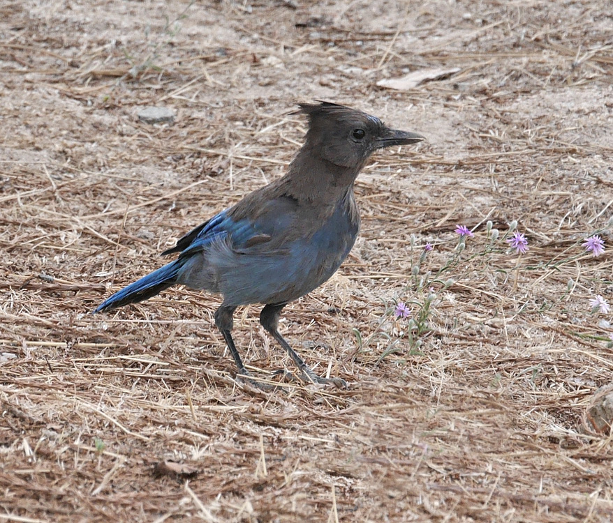 38cyanocita_stelleri1020227w