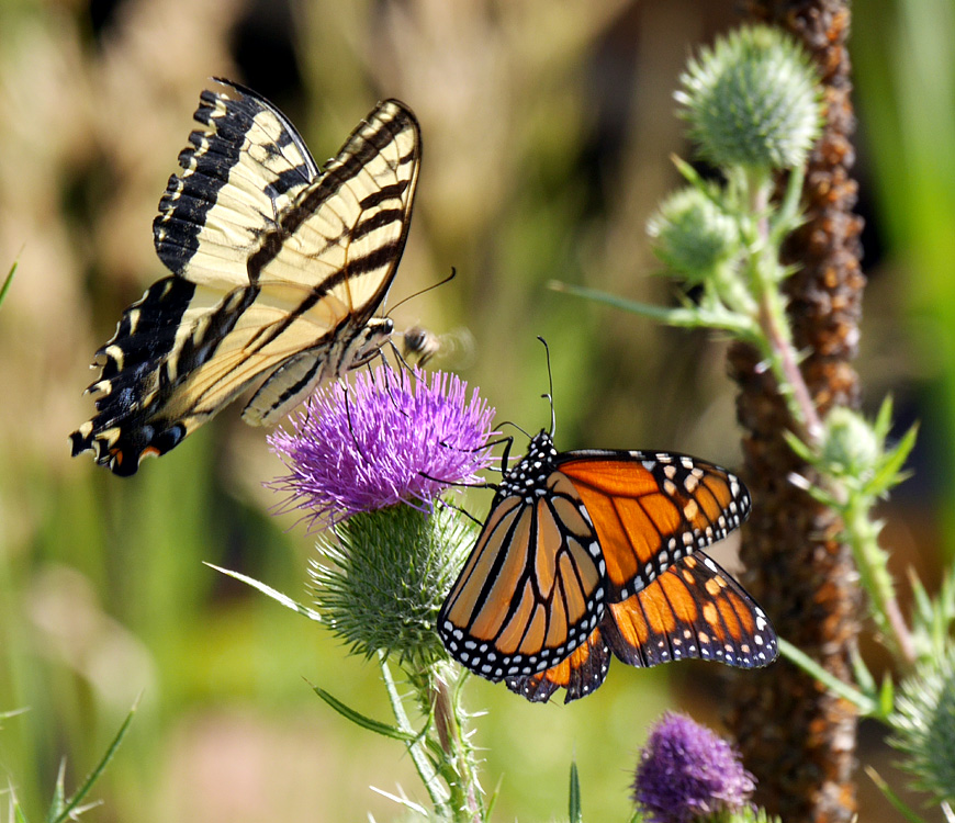 45danaus_plexippus1020270w