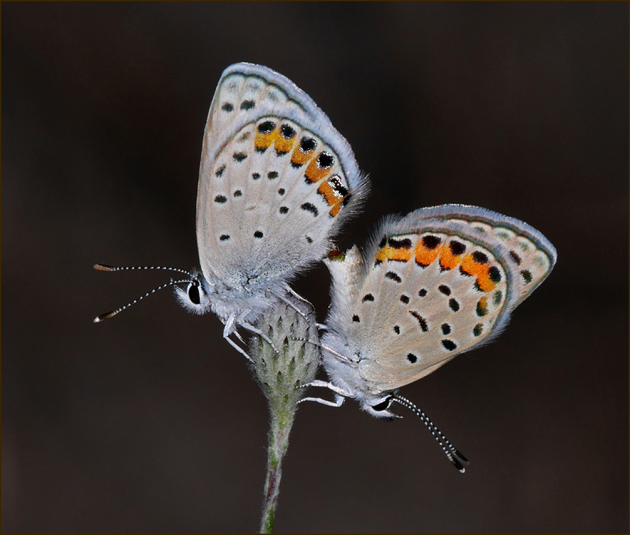 48satyrium_californica1010830aw