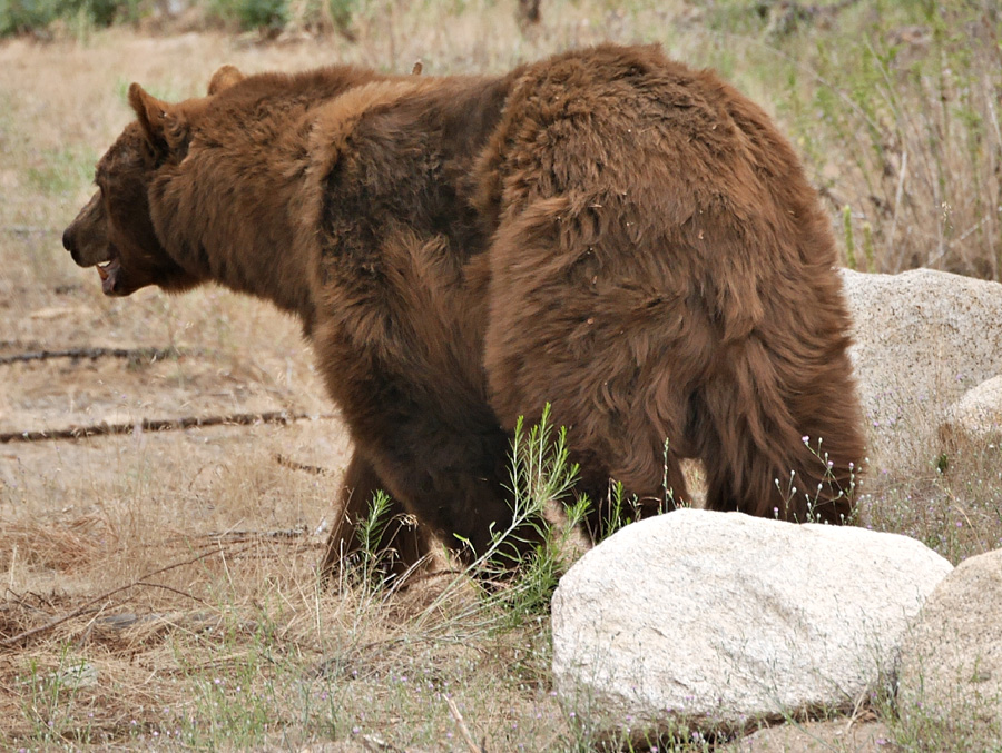 50ursus_americanus1020550w