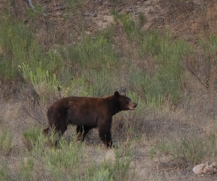 50ursus_americanus1020550w