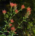 09castilleja_miniata1010702w