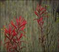 10castilleja_linariifolia1010109w