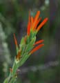 11castilleja_minor1020583w