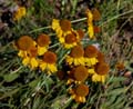 14helenium_bigelovii1010529w