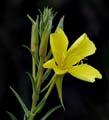 18oenothera_elata1010855w