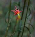 21aquilegia_formosa1020597w