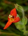 25mimulus_cardinalis1020142w