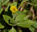 27mimulus_moschatus1010555w