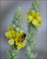 29verbascum_thapsus1010319w