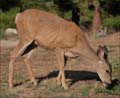 36odocoileus_hemionus1010510aw