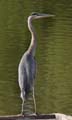 40ardea_herodia1020073w