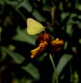 43colias_eurytheme1010584w