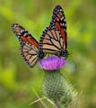 44danaus_plexippus1020208w