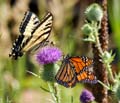 45danaus_plexippus1020270w