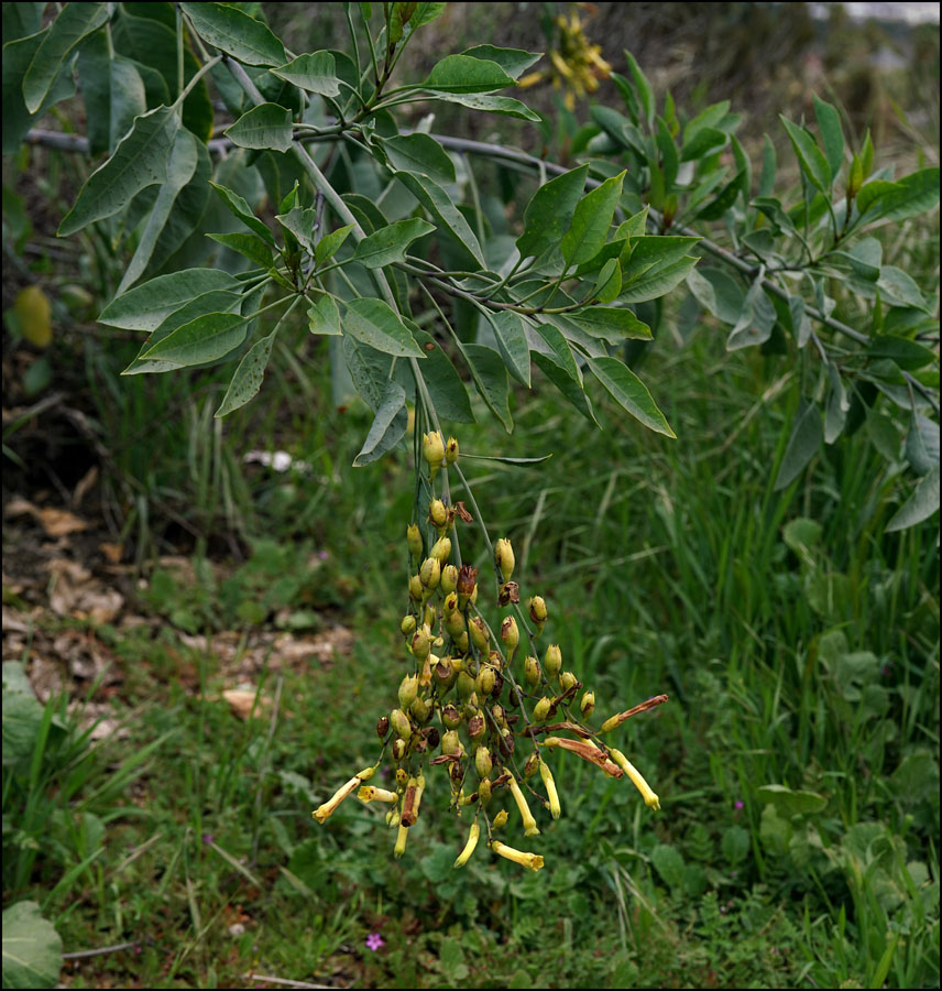 08nicotiana_glauca