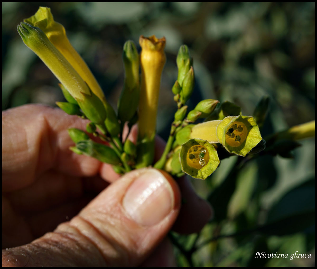 08nicotiana_glauca