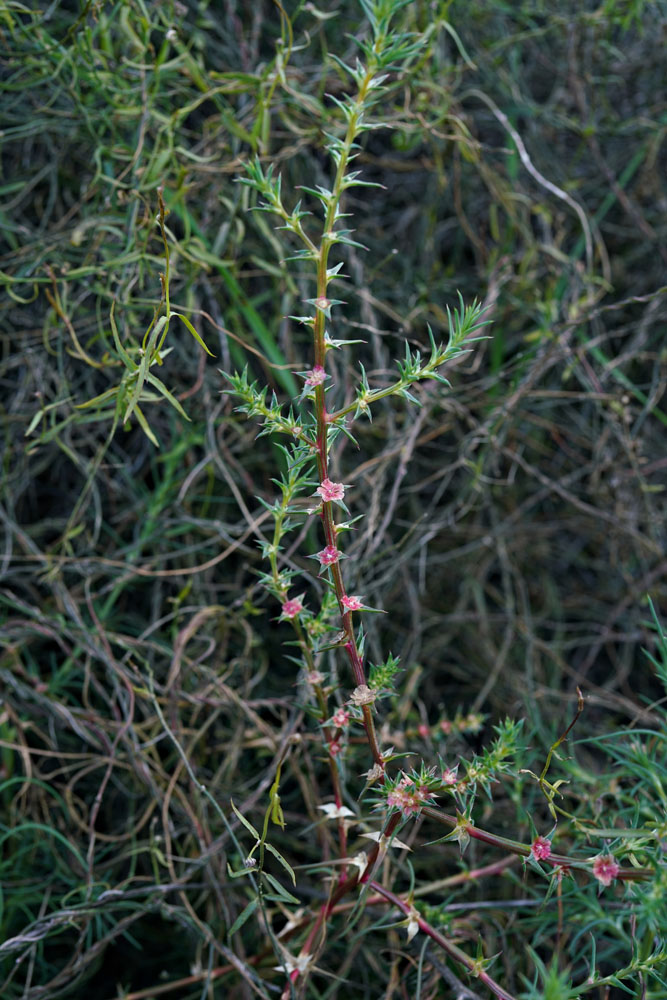 09salsola