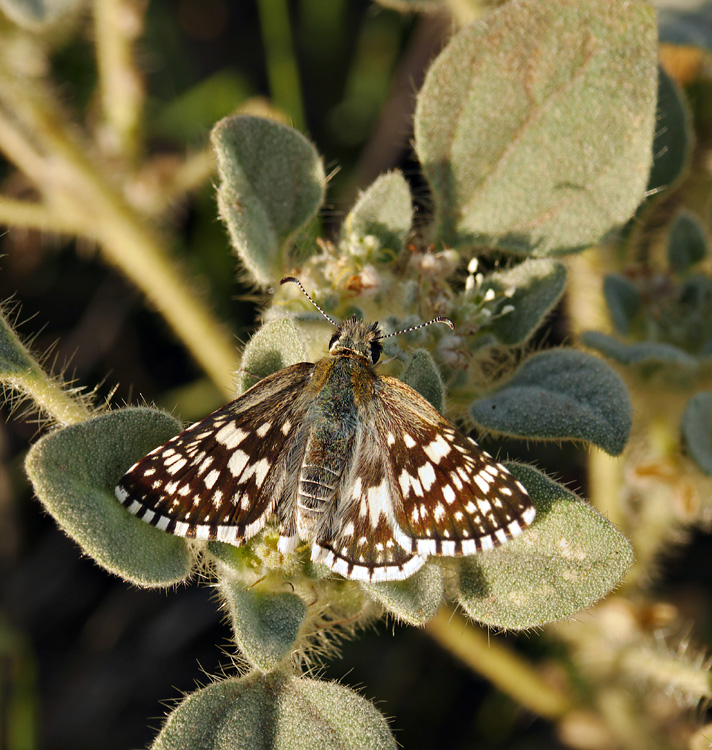 03croton_setigerus-moth1310110w