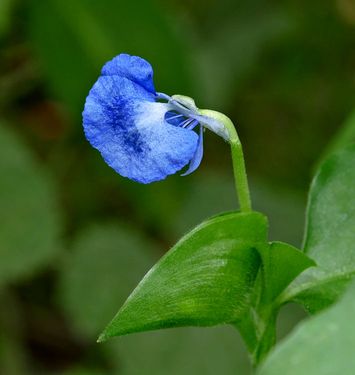 07commelina_communis1300966w