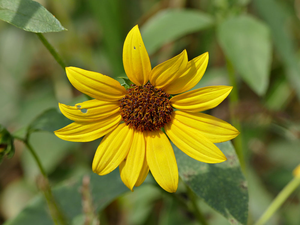 08helianthus_annuus1300891w