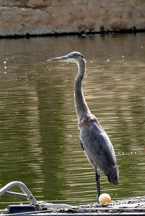 11ardea_herodias1300864w