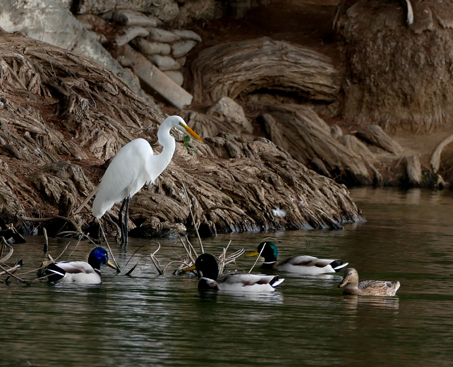 12ardea_alba1310045w