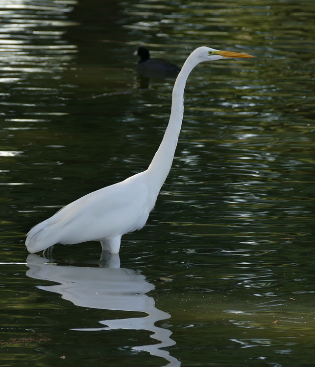 12ardea_alba1310045w