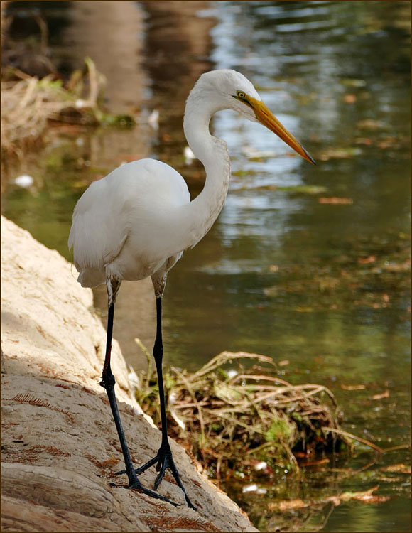 12ardea_alba1310045w