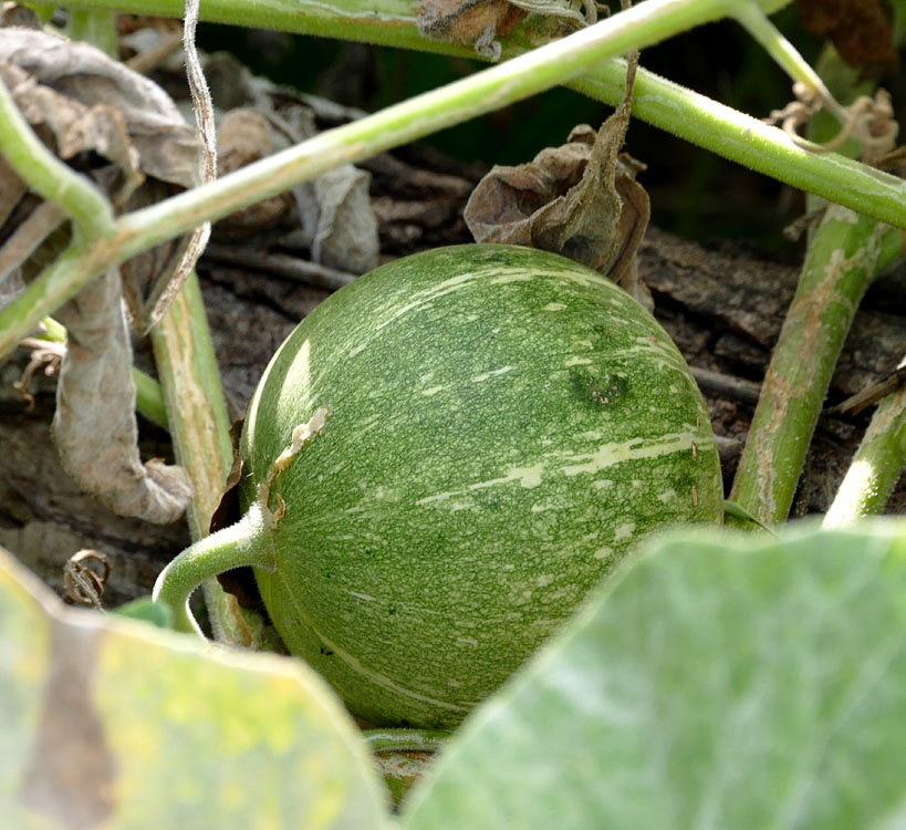 14cucurbita_foetidissima1300894w